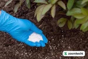 1765997283508-219366408.webp طرز استفاده از کود منیزیم