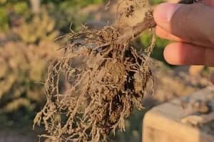 1765997306909-664010245.webp نهال-ریشه-لخت