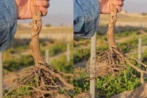 1765997307102-795413127.webp نهال-ریشه-لخت