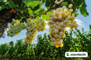 1765997318705-688492559.webp معرفی نهال انگور موسکات