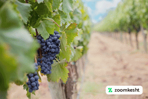 1765997319885-82660147.webp معرفی نهال انگور یاقوتی