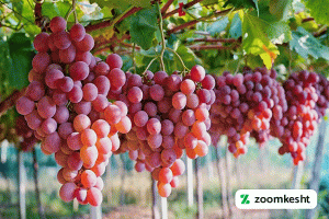 1765997320001-355479030.webp معرفی نهال انگور صاحبی