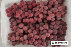 1765997320098-62852171.webp معرفی نهال انگور ردگلوب