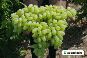 1765997320121-373120914.webp معرفی نهال انگور لعل