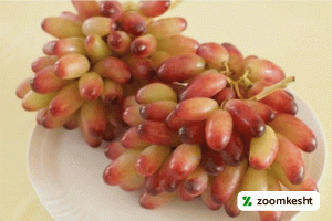 1765997320185-281170491.webp معرفی نهال انگور مکیاج