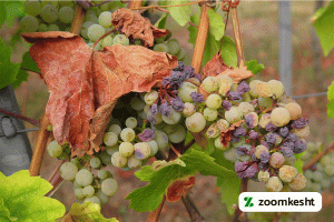 1765997320205-306810658.webp معرفی نهال انگور کشمشی