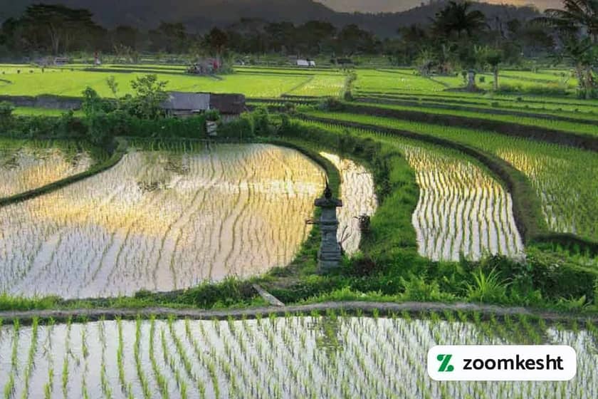 1765997431431-883495132.webp کاشت برنچ