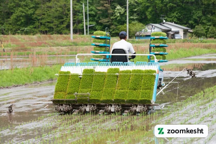 1765997432785-372011345.webp کاشت برنج