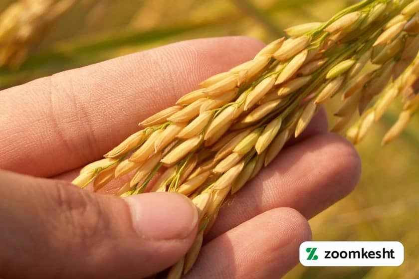 1765997437226-261489518.webp 1765997437226-261489518.webp