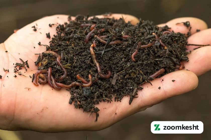 1765997449024-712806882.webp کرم های سبزیجات