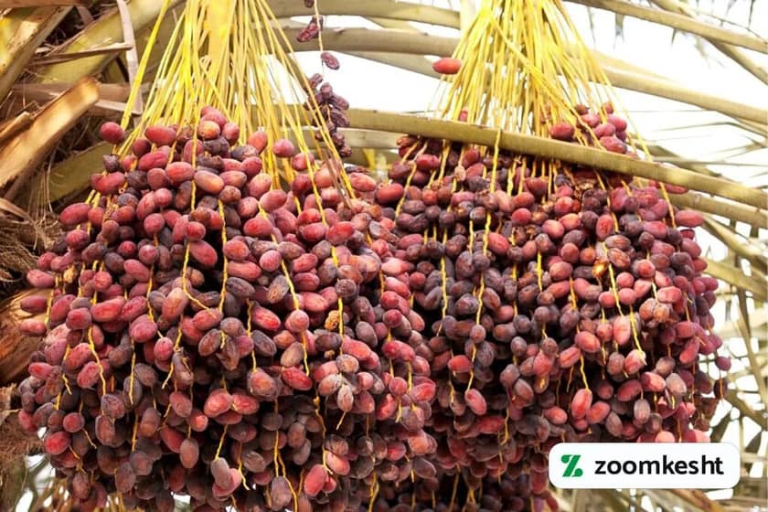 1765997454438-830151928.webp کوددهی خرما