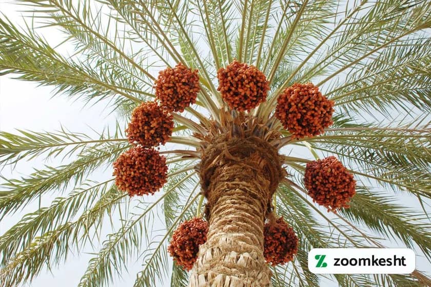 1765997456040-708834179.webp کوددهی خرما