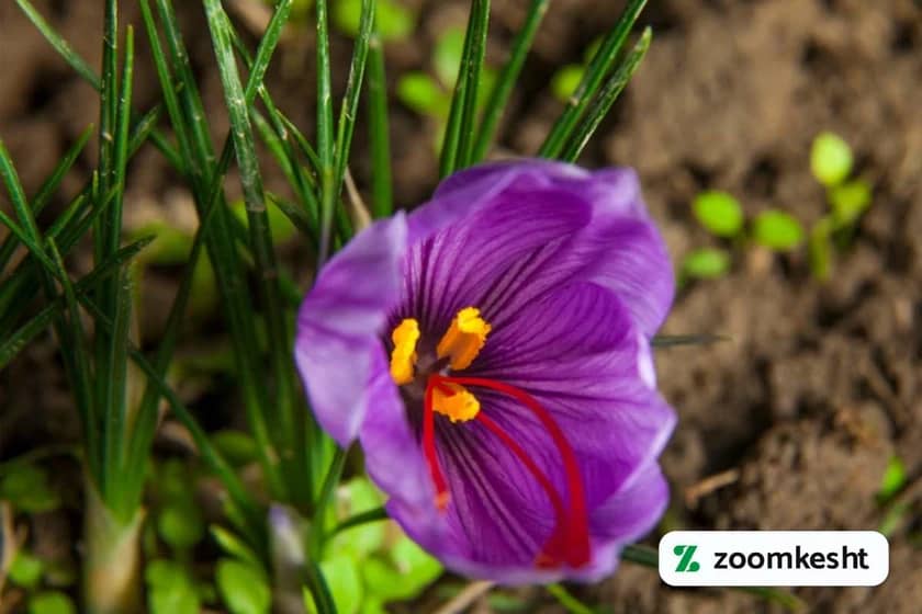 1765997461217-674740909.webp کوددهی زعفران