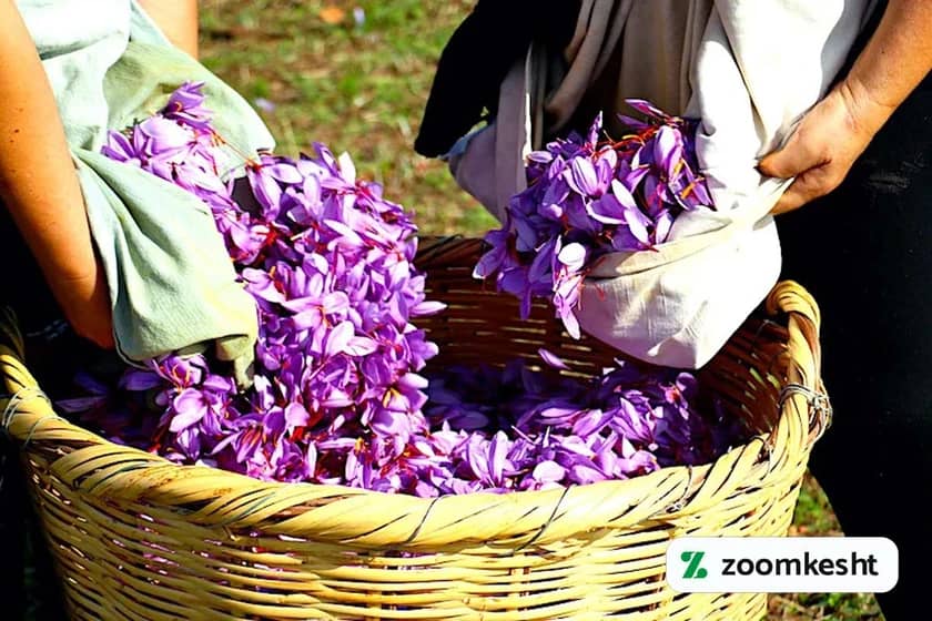 1765997462384-853199167.webp کوددهی زعفران