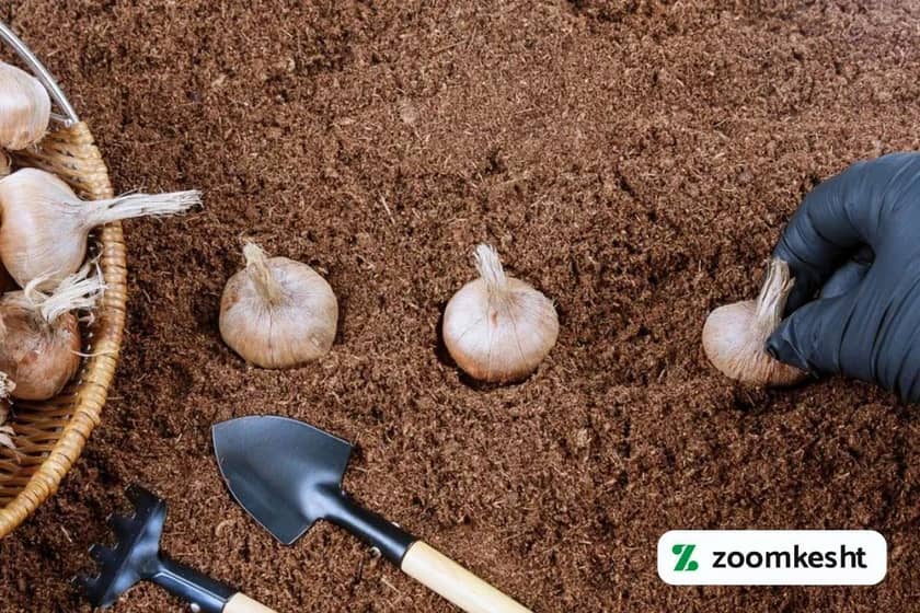 1765997464837-161142386.webp کوددهی زعفران