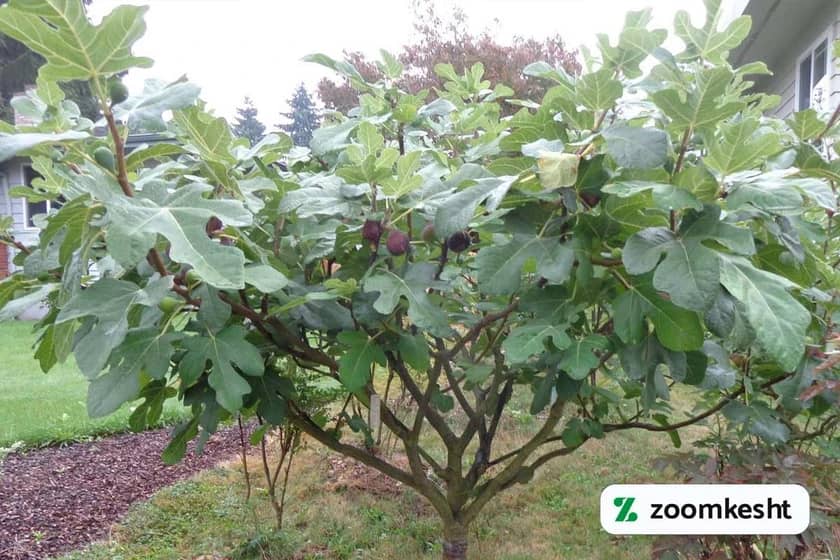 1765997468929-722311677.webp کوددهی انجیر