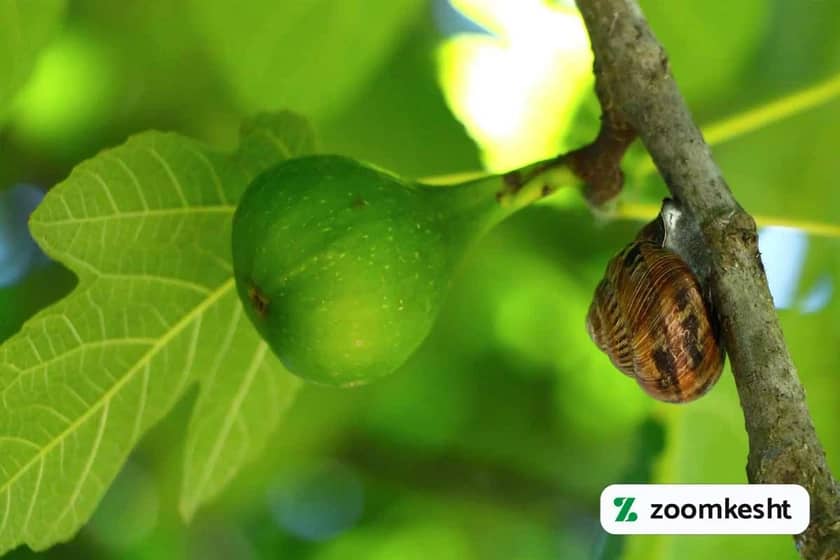 1765997471326-231703463.webp کوددهی انجیر