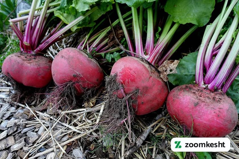 1765997473985-346606064.webp کاشت چغندر