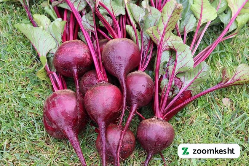 1765997475686-284462342.webp کاشت چغندر