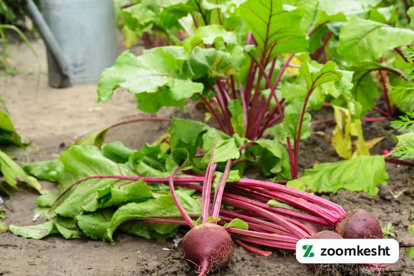 1765997477484-309781953.webp کاشت چغندر