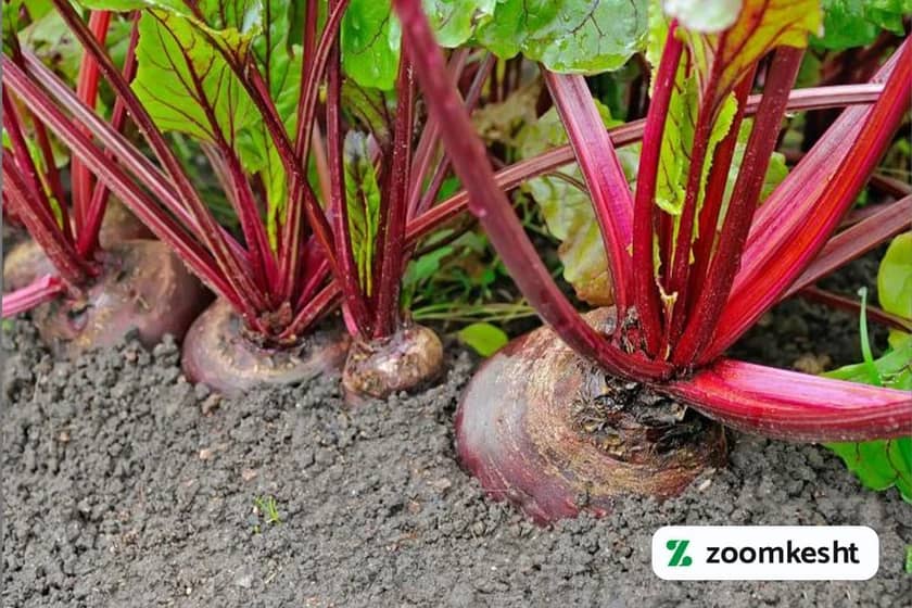 1765997478930-266516955.webp کاشت چغندر