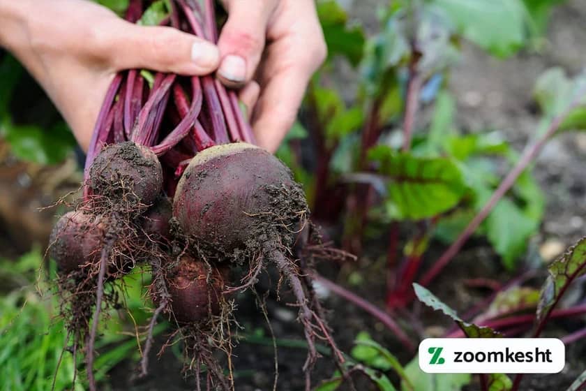 1765997480528-156636612.webp 1765997480528-156636612.webp