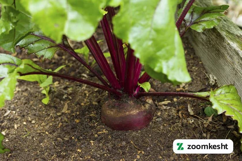 1765997482529-167718801.webp کوددهی چغندر