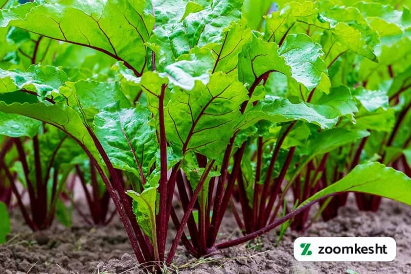 1765997483928-645925958.webp کوددهی چغندر