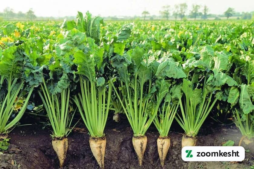 1765997485236-546706798.webp کوددهی چغندر