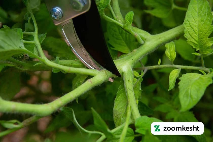 1765997521234-181272396.webp افزایش باردهی گوجه فرنگی