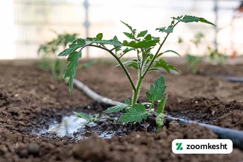 1765997522715-195275844.webp افزایش باردهی گوجه فرنگی