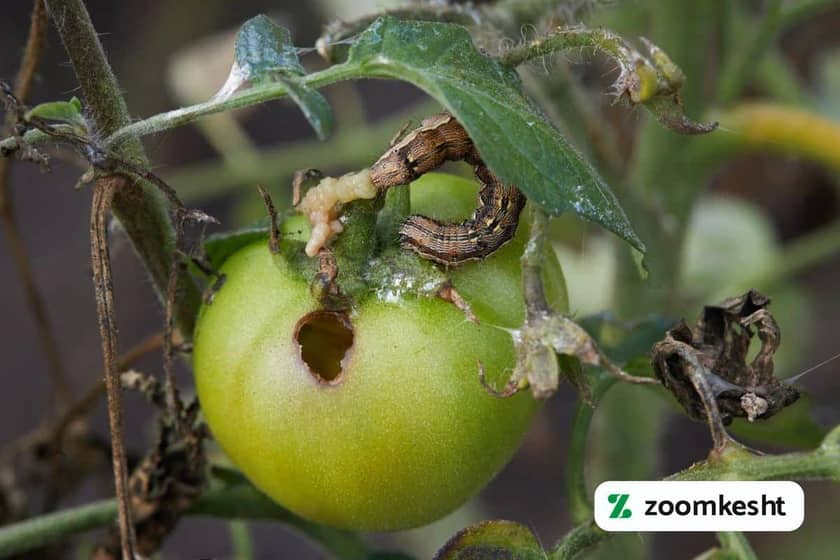 1765997524026-108804347.webp افزایش باردهی گوجه فرنگی