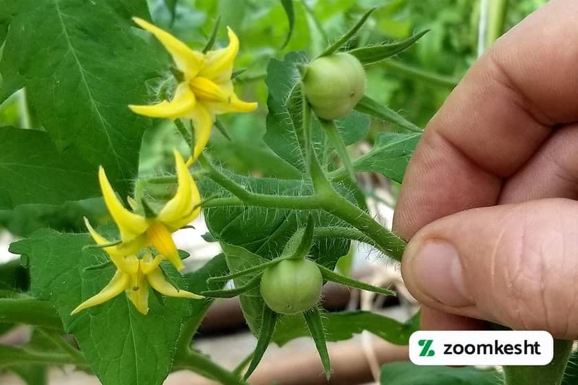 1765997525385-117513681.webp بهترین کود برای گوجه فرنگی