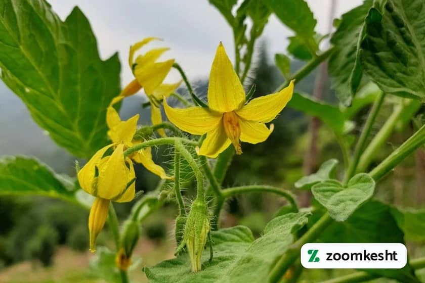 1765997527184-122654927.webp افزایش باردهی گوجه فرنگی