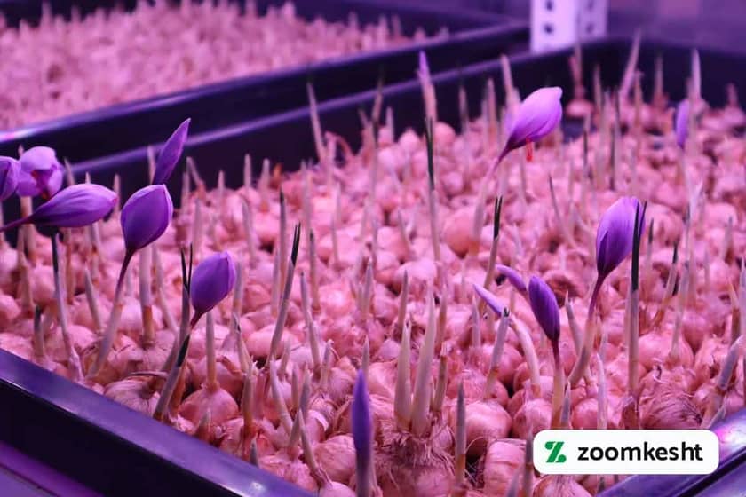 1765997546477-89218190.webp کشت هیدروپونیک زعفران