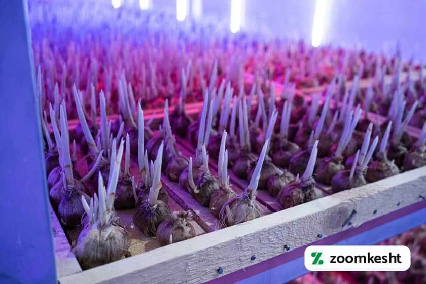 1765997547525-332084257.webp کشت هیدروپونیک زعفران