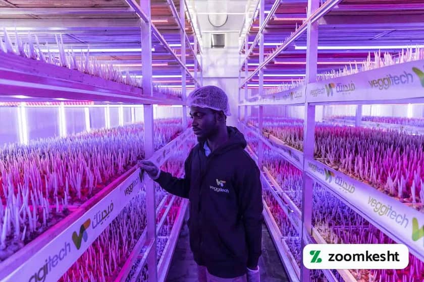 1765997548625-902985292.webp کشت هیدروپونیک زعفران