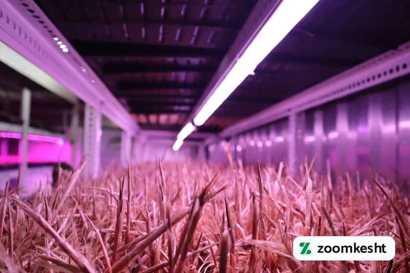 1765997549919-602500219.webp کشت هیدروپونیک زعفران