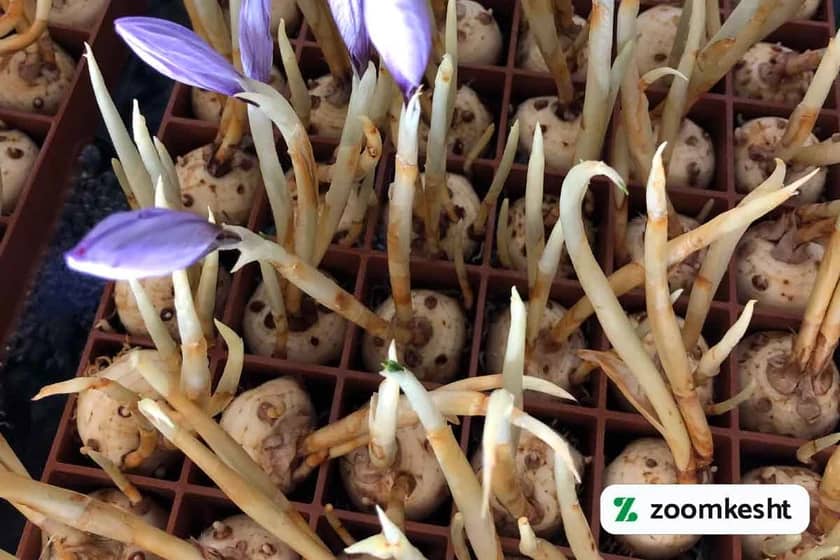 1765997551019-341359039.webp کاشت هیدروپونیک زعفران