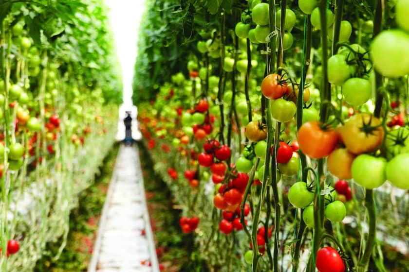 1765997580658-934347020.webp کشاورزی گوجه فرنگی