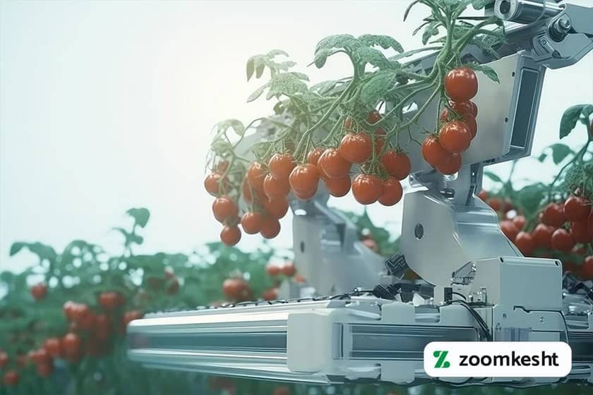 1765997582733-516530256.webp کشاورزی گوجه فرنگی