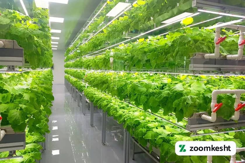 1765997584031-242259900.webp کشاورزی گوجه فرنگی