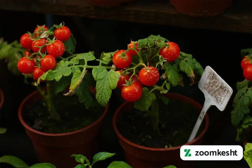 1765997590020-271133192.webp کاشت گوجه فرنگی در خانه