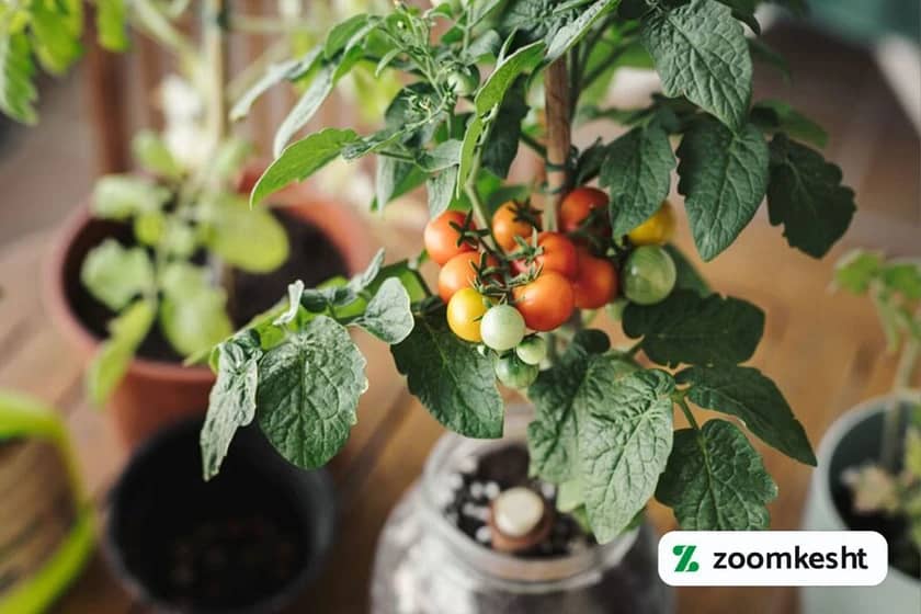 1765997592585-339078649.webp کاشت گوجه فرنگی در خانه