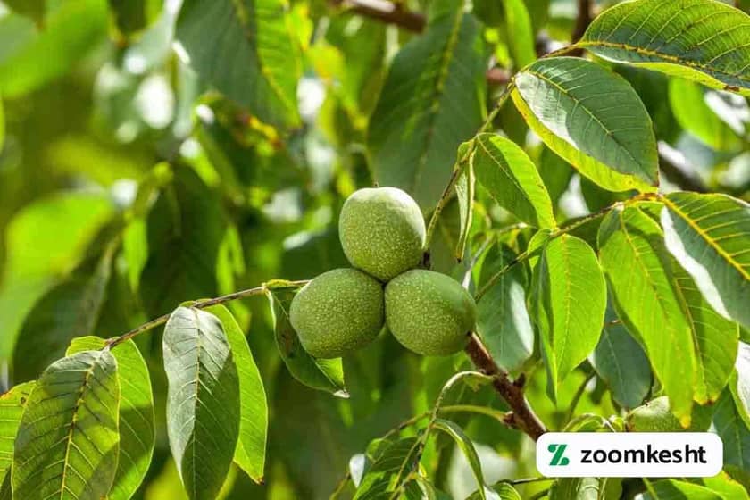 1765997595540-275556625.webp کوددهی گردو