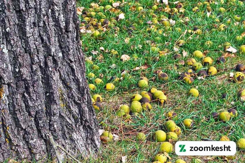 1765997596636-47842603.webp کوددهی گردو