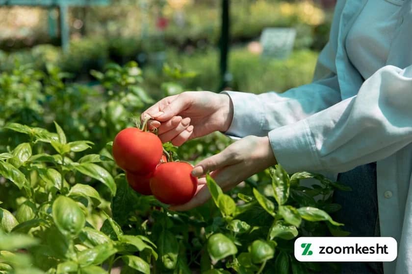 1765997603585-836968120.webp زمان کاشت گوجه فرنگی