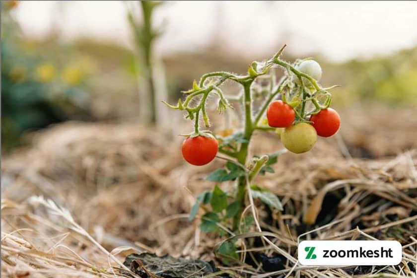 1765997605023-851605719.webp زمان کاشت گوجه فرنگی