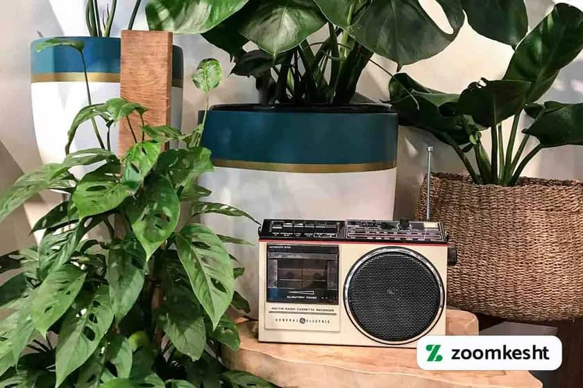 1765997683685-953280048.webp تاثیر موسیقی بر رشد گل و گیاهان