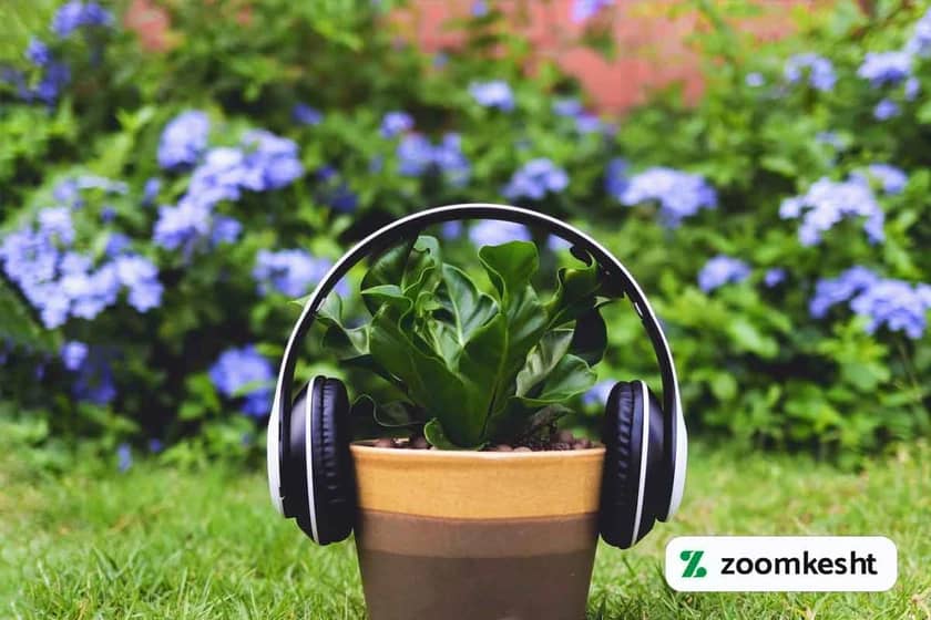 1765997686284-731642546.webp تاثیر موسیقی بر رشد گل و گیاهان